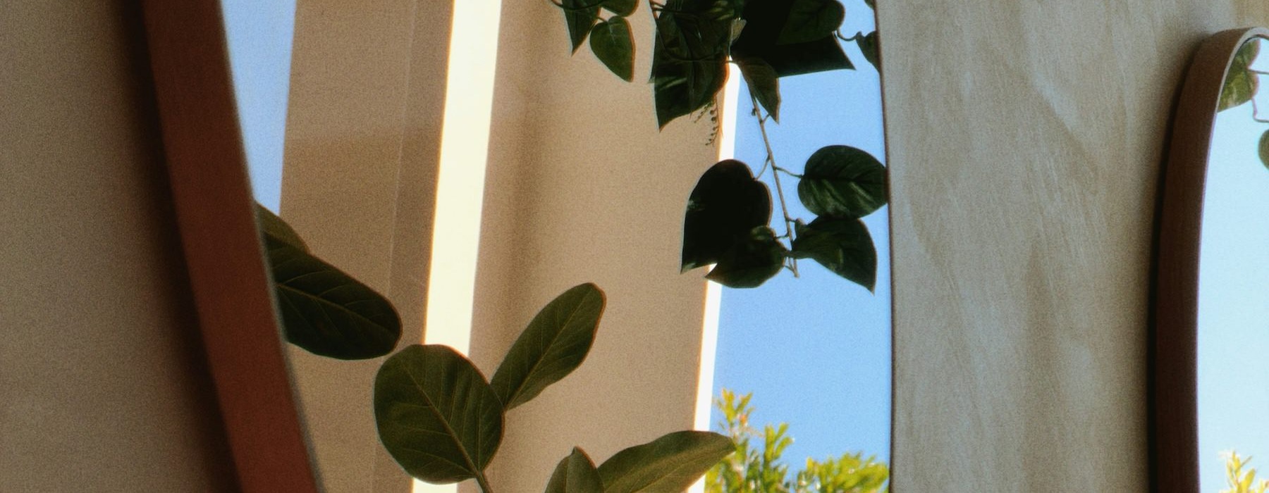 a mirror showing a plant on a building