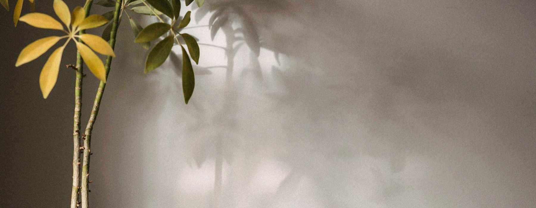 a plant in a pot on a table